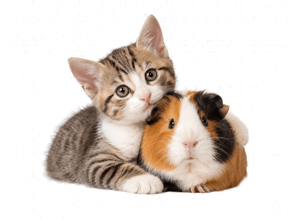 Gatito y cobayo